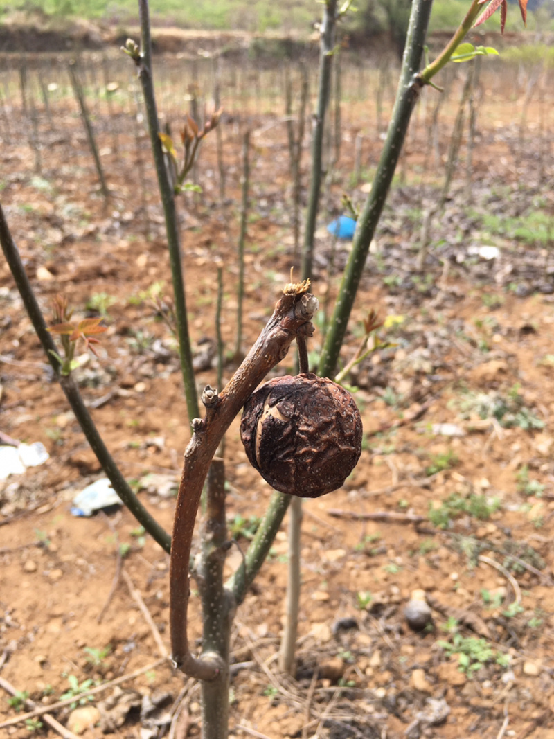 核桃苗新品种核桃树苗嫁接核桃树苗