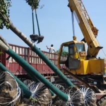 占地苗、造林苗、工程苗、建圃苗