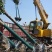 占地苗、造林苗、工程苗、建圃苗
