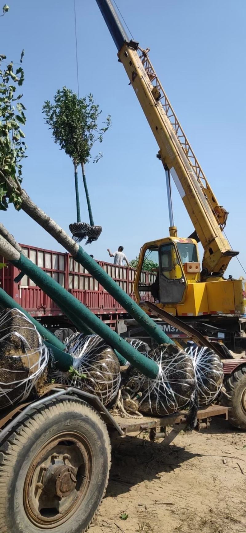 占地苗、造林苗、工程苗、建圃苗