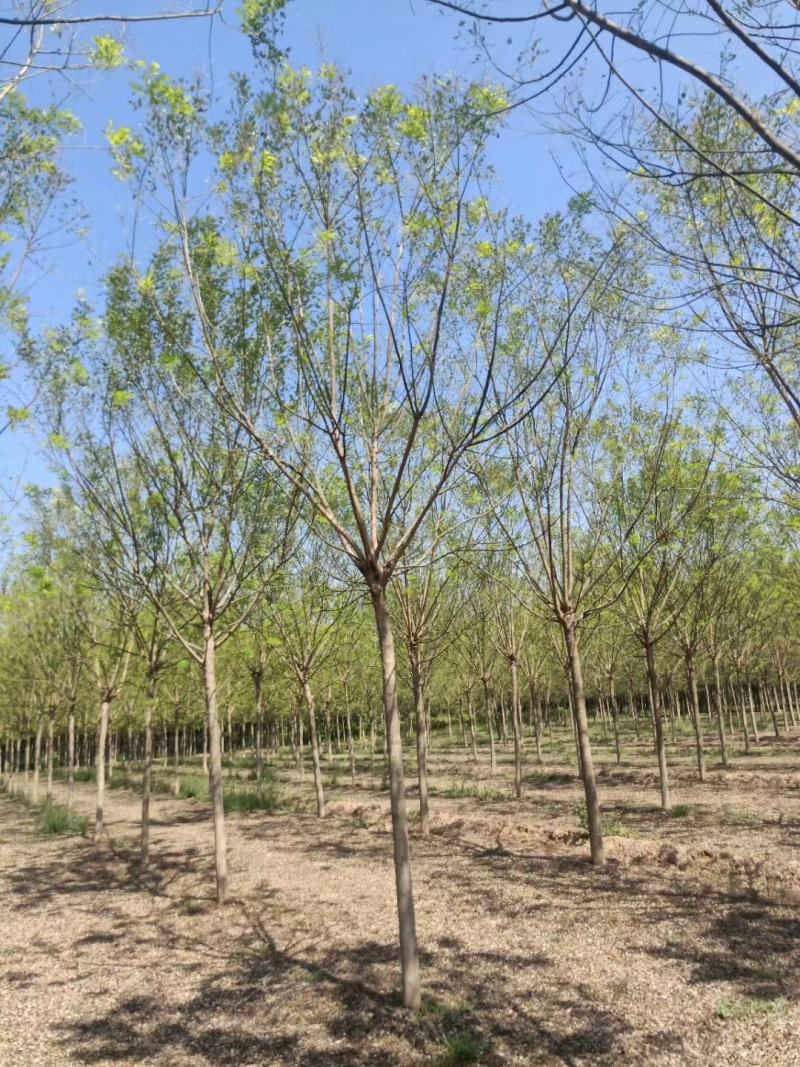 占地苗、造林苗、工程苗、建圃苗