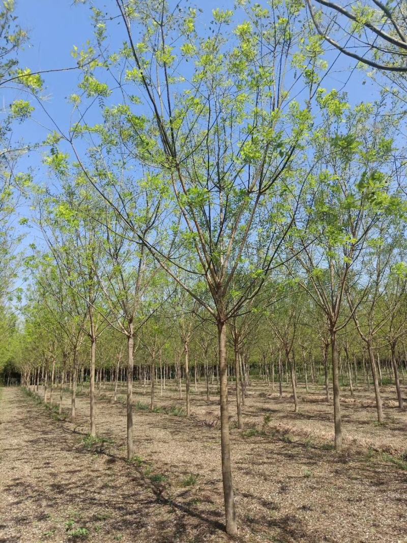 占地苗、造林苗、工程苗、建圃苗