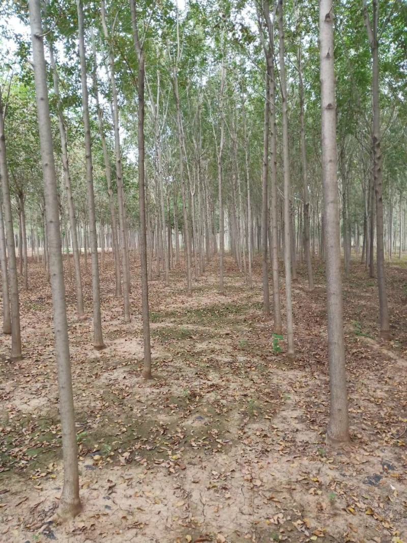 占地苗、造林苗、工程苗、建圃苗