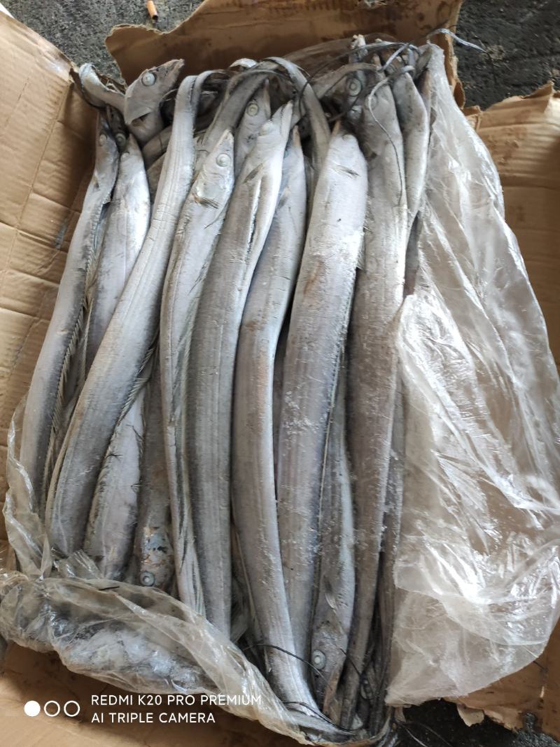 带鱼灯光船冻带鱼鲜度和亮度都很好欢迎选购