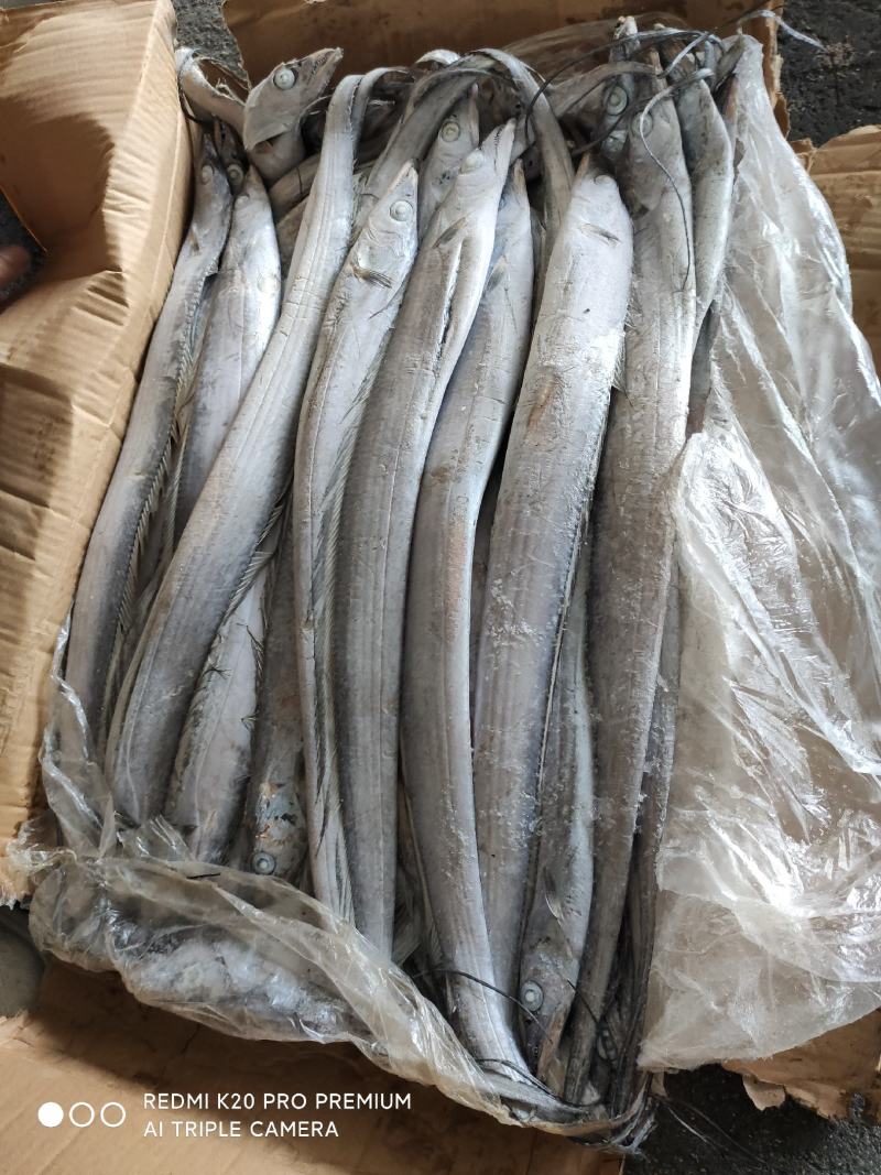 带鱼灯光船冻带鱼鲜度和亮度都很好欢迎选购