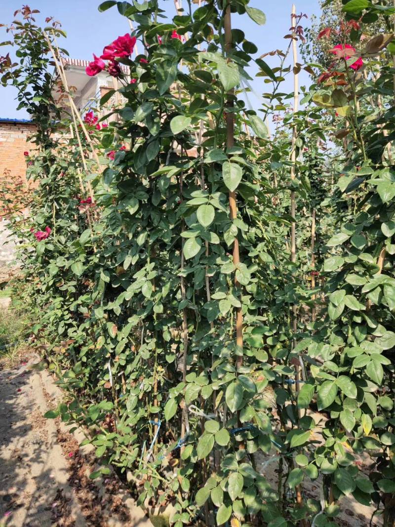 河南南阳藤本月季，成活率高，品种齐全，各种花卉造型