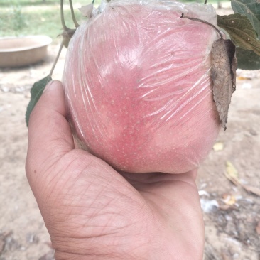 苹果、红星，中秋王苹果，富士苹果大量上市