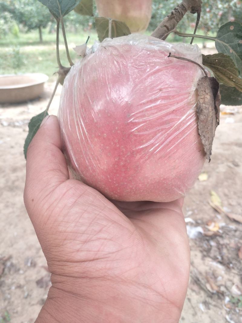 苹果、红星，中秋王苹果，富士苹果大量上市