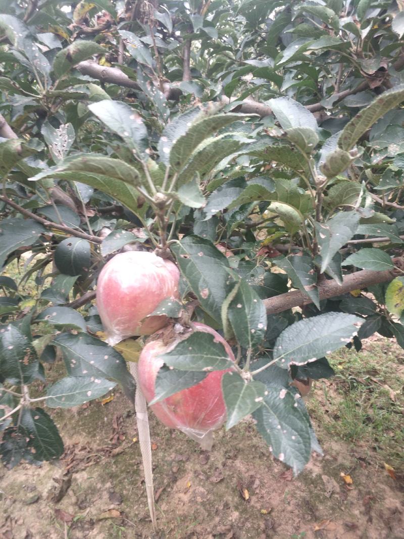 苹果、红星，中秋王苹果，富士苹果大量上市