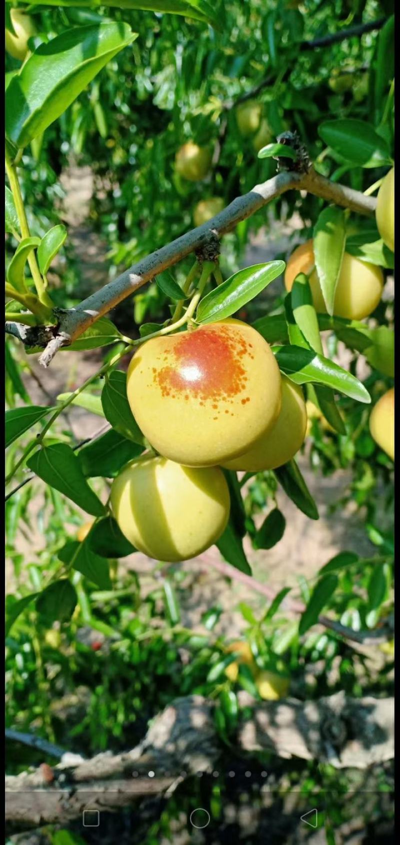 黄骅冬枣实力代办种植大户