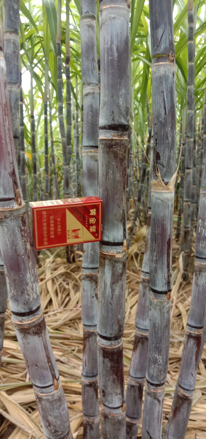 河南黑皮甘蔗，合作社种植，产地直供，无代收费，全国代发。