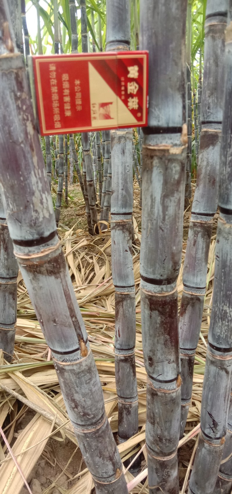 河南黑皮甘蔗，合作社种植，产地直供，无代收费，全国代发。