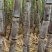 河南黑皮甘蔗，合作社种植，产地直供，无代收费，全国代发。