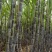 河南黑皮甘蔗，合作社种植，产地直供，无代收费，全国代发。