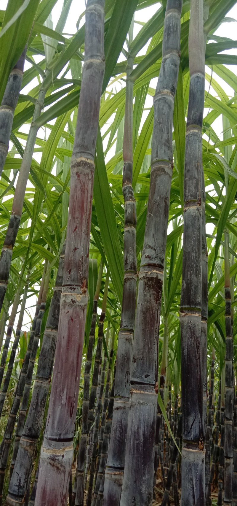 河南黑皮甘蔗，合作社种植，产地直供，无代收费，全国代发。