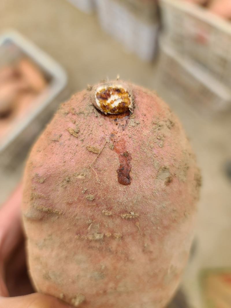 龙薯九号大量供应，商品薯，电商，加工厂可以挑选各种规格