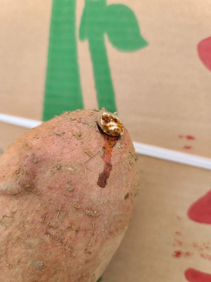龙薯九号大量供应，商品薯，电商，加工厂可以挑选各种规格