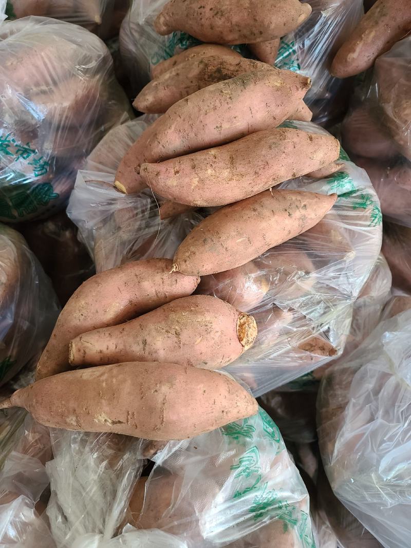 龙薯九号大量供应，商品薯，电商，加工厂可以挑选各种规格