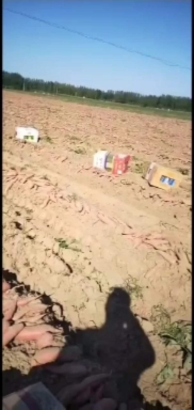 内蒙沙地种植万亩红薯基地，质量好