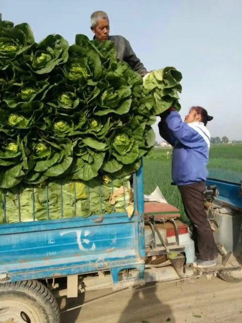 甘肃临洮【黄心白菜】，常年供应，欢迎各地客商实地考察，