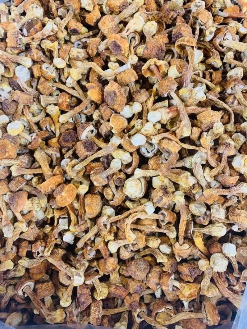 特级松茸干姬松茸野生松茸干礼盒木盒送礼自用营养健康好食材