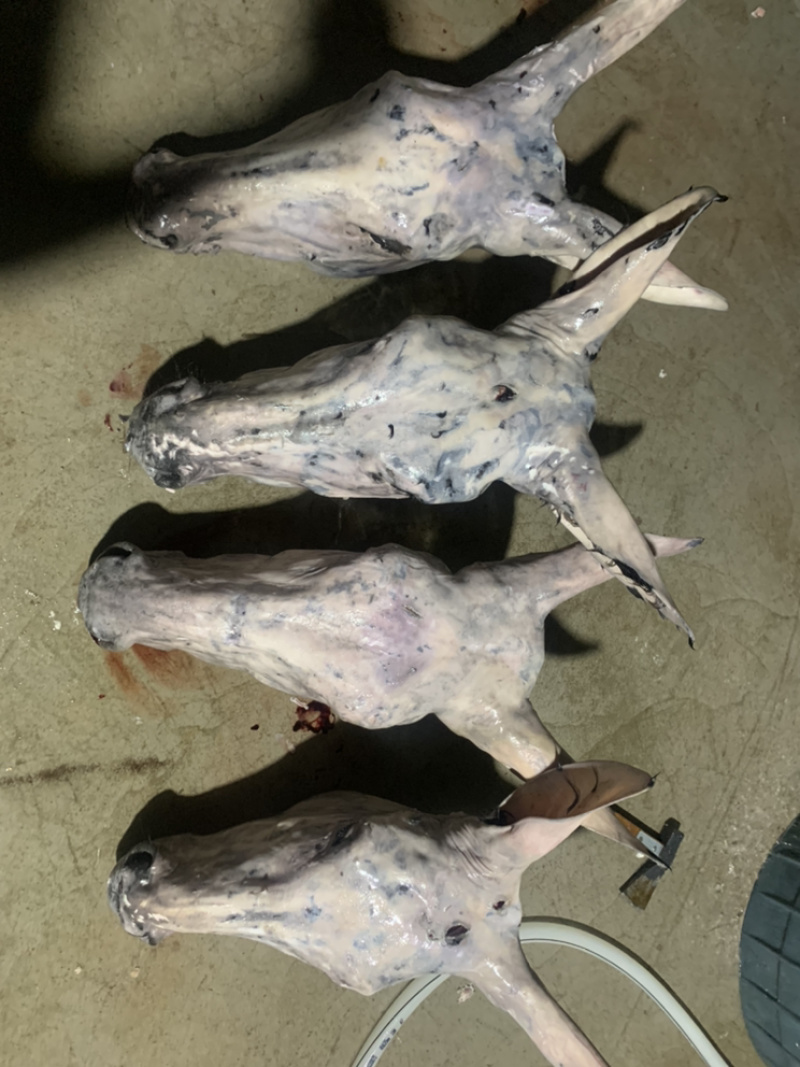 【新鲜驴头】带皮驴头不带皮驴头熟驴头驴肉