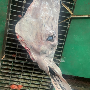 【新鲜驴头】带皮驴头不带皮驴头熟驴头驴肉