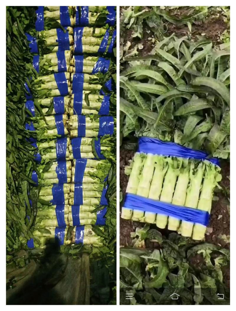 红尖叶莴苣，福建永安紫香红尖叶莴笋，皮色青肉绿