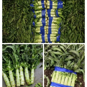 红尖叶莴苣，福建永安紫香红尖叶莴笋，皮色青肉绿