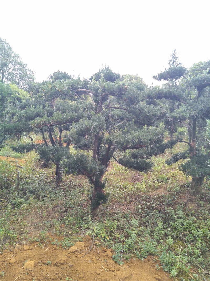 各种规格绿化，大量供应