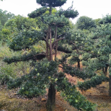 各种规格绿化，大量供应