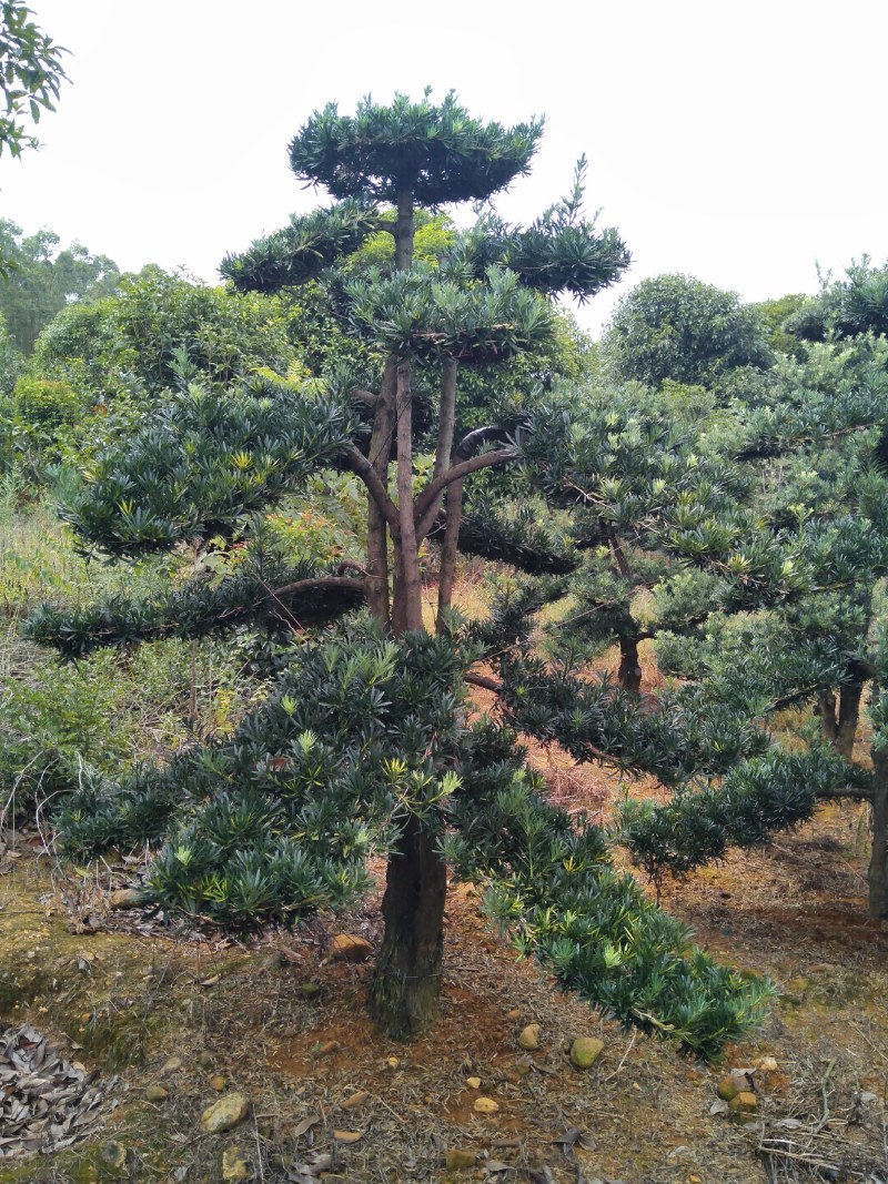 各种规格绿化，大量供应