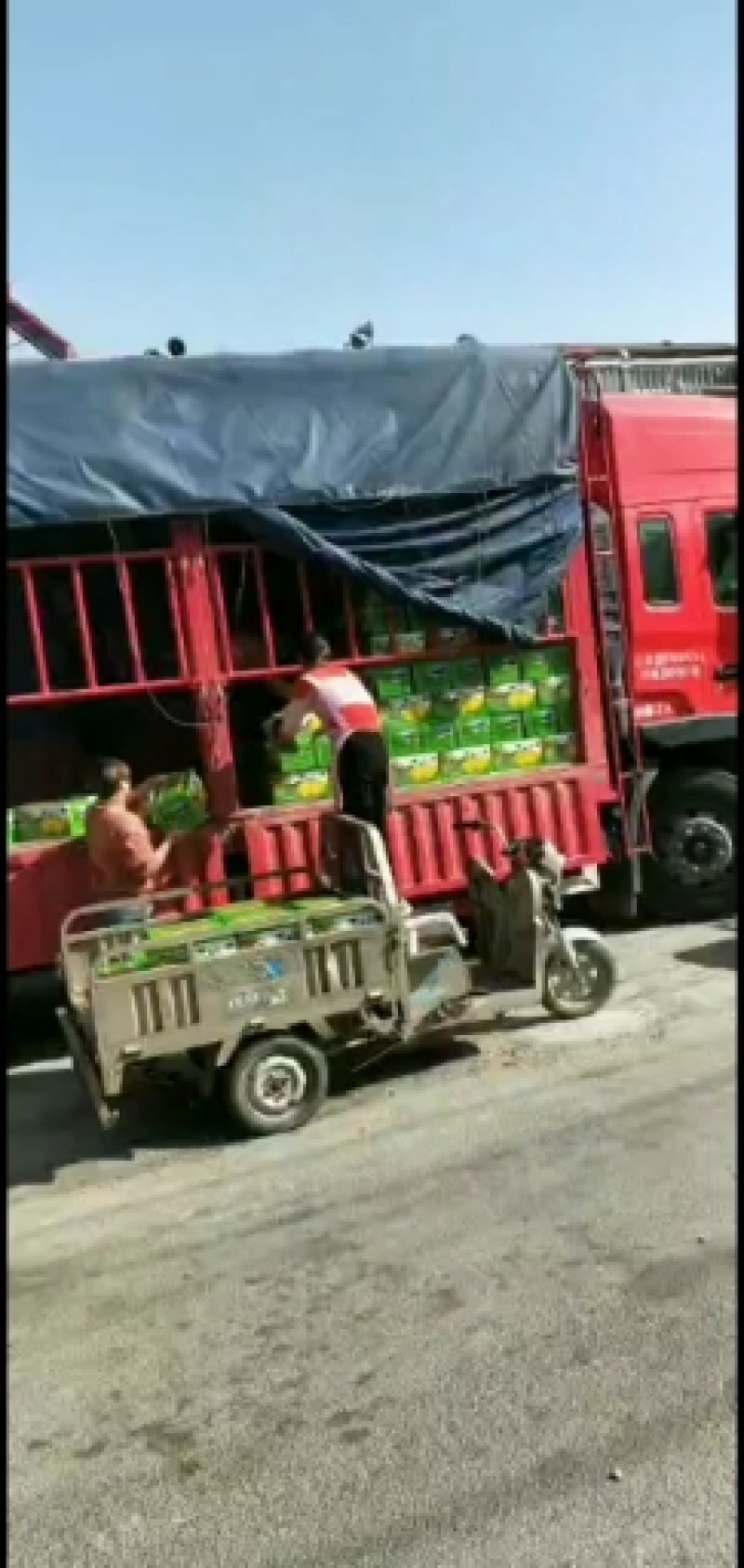 梨，砀山梨，6两以上，一手货源，保证质量诚信经营欢迎来电