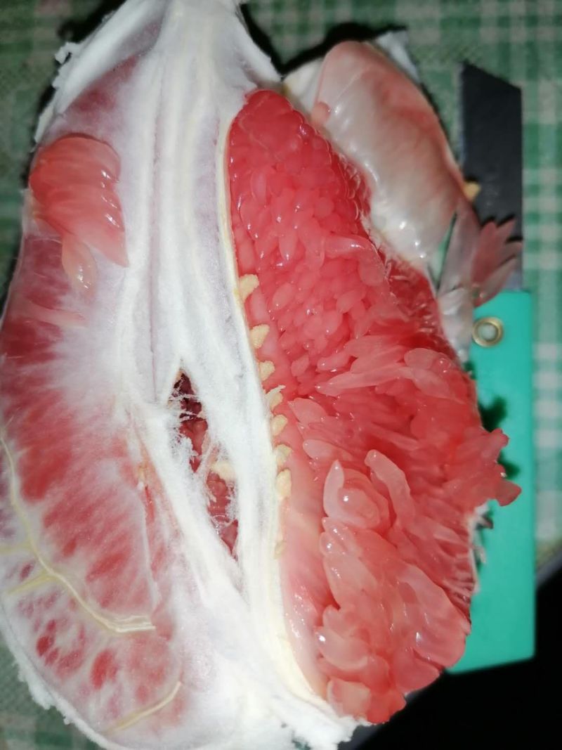 无籽沙田柚树苗红心柚树苗保质保量假一赔十死苗补发视频看货