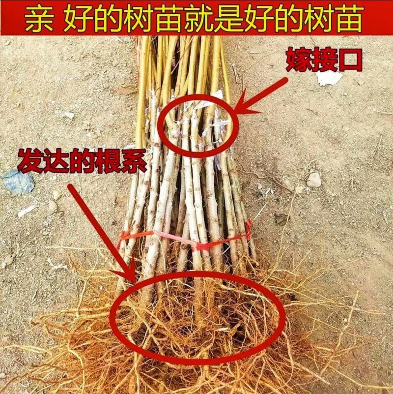 油蟠桃树苗早熟果实大脆甜优质外表基地直发可全程视频看