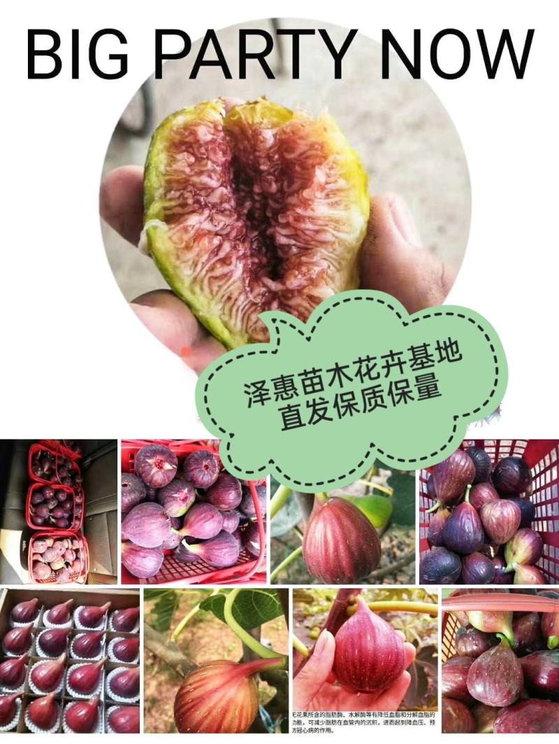 无花果树苗，波姬红树苗，布兰瑞克山东种苗