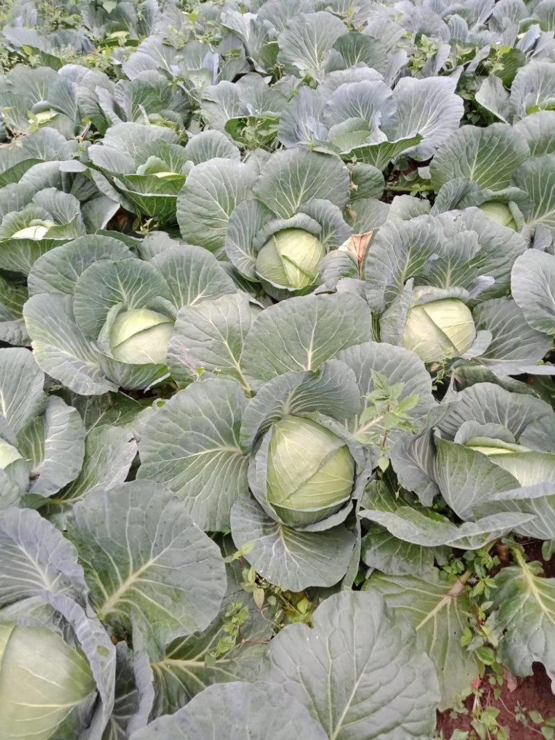 奥奇拉苞菜!！大量现货