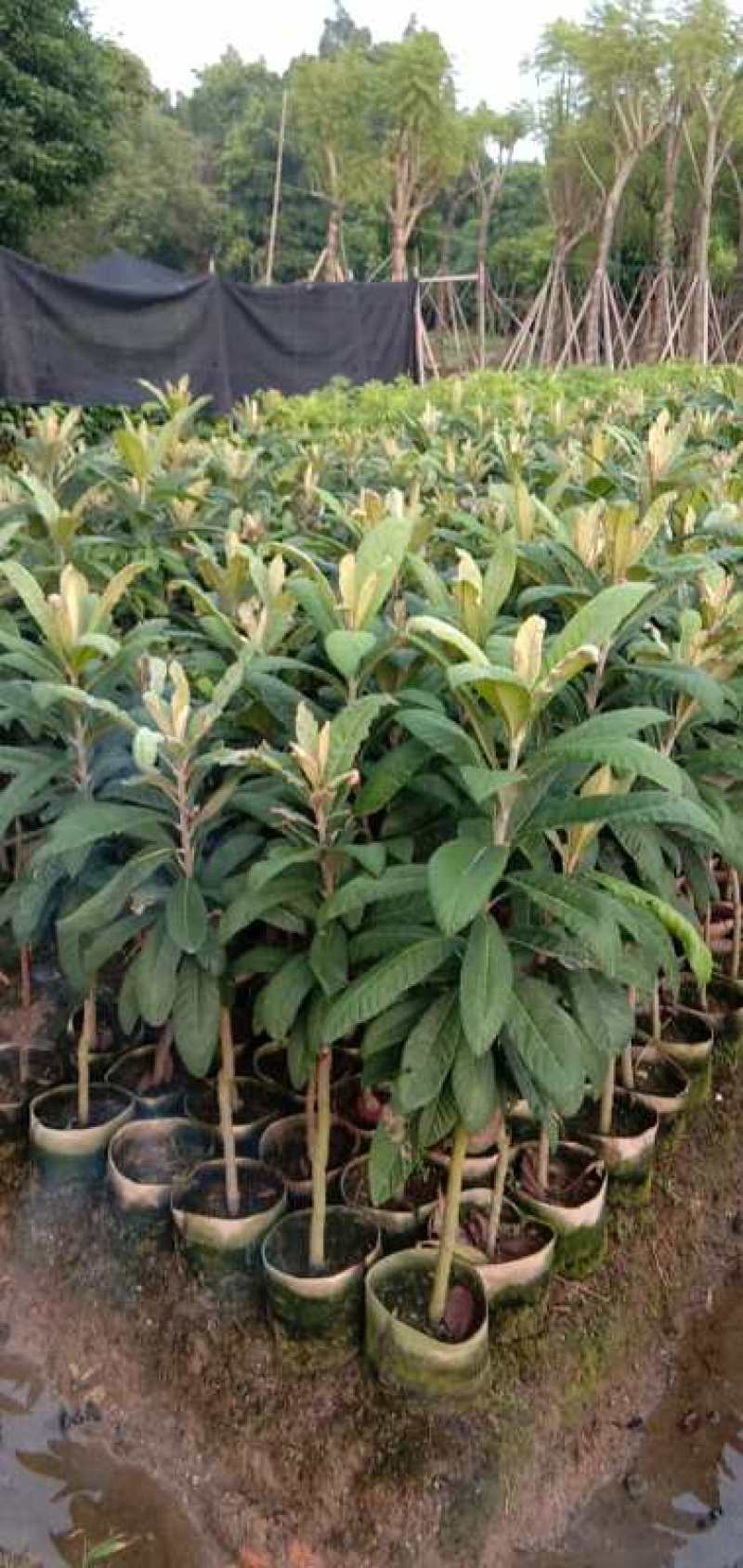 早精6号已嫁接枇杷苗