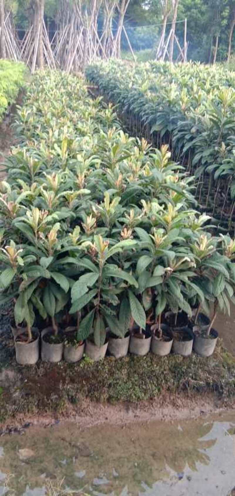 早精6号已嫁接枇杷苗
