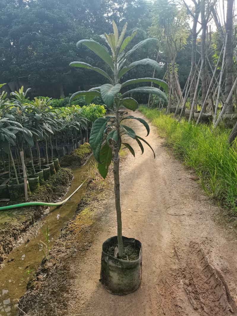 早精6号已嫁接枇杷苗