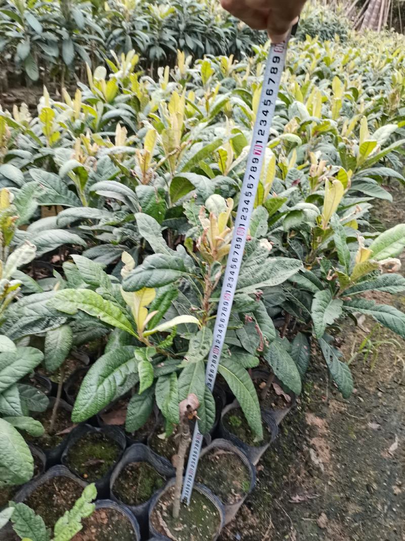 早精6号已嫁接枇杷苗