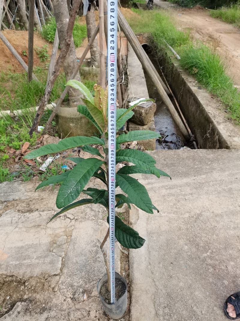 早精6号已嫁接枇杷苗