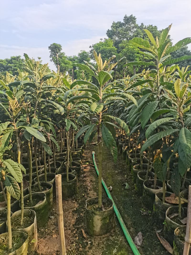 早精6号已嫁接枇杷苗