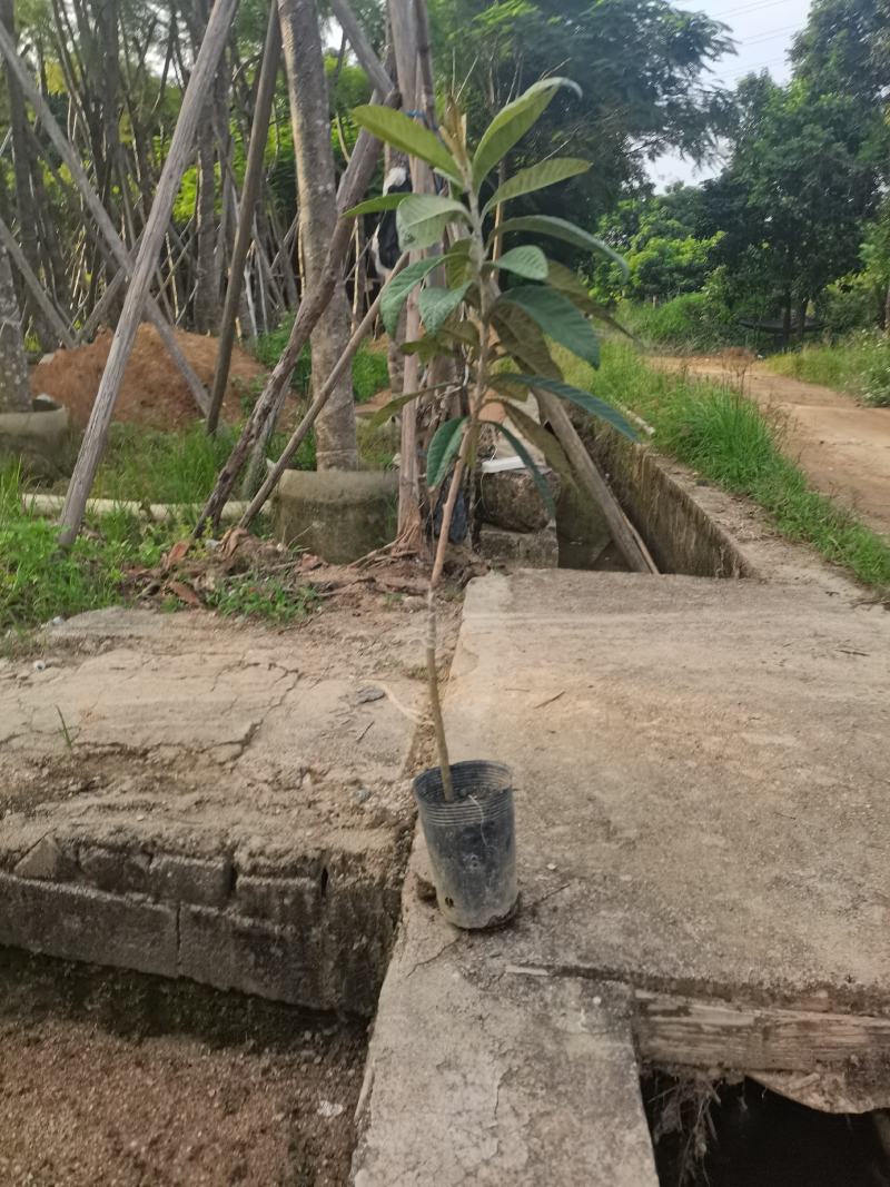 早精6号已嫁接枇杷苗