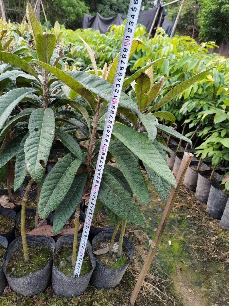 早精6号已嫁接枇杷苗