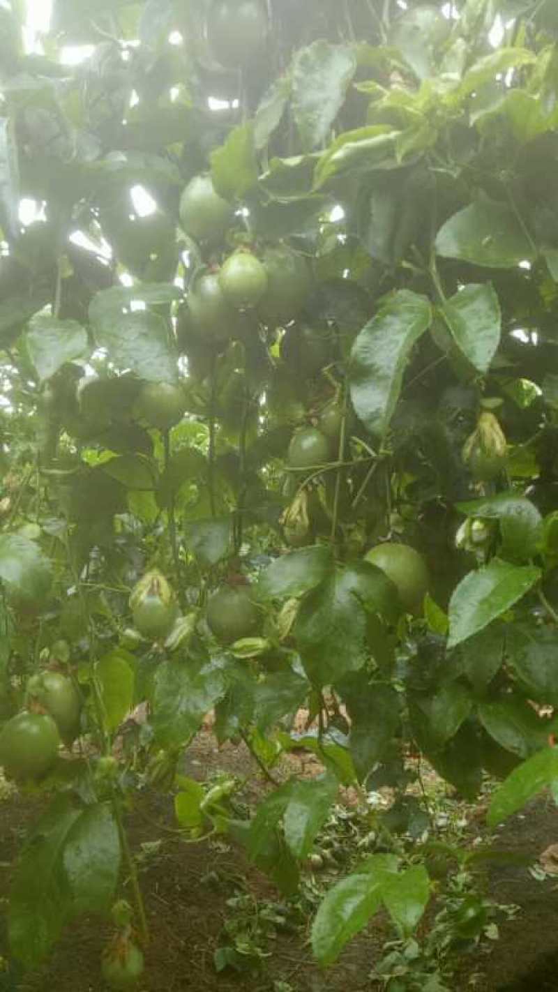 大量供应广西桂林台农一号