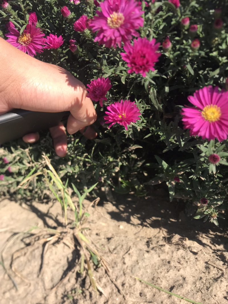 荷兰菊。自家货源。物优价低