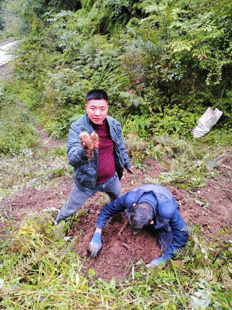正宗小草坝天麻，一手货源价格优惠
