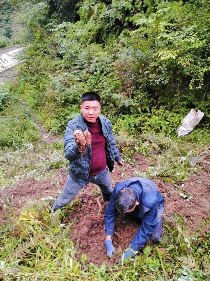 正宗小草坝天麻，一手货源价格优惠