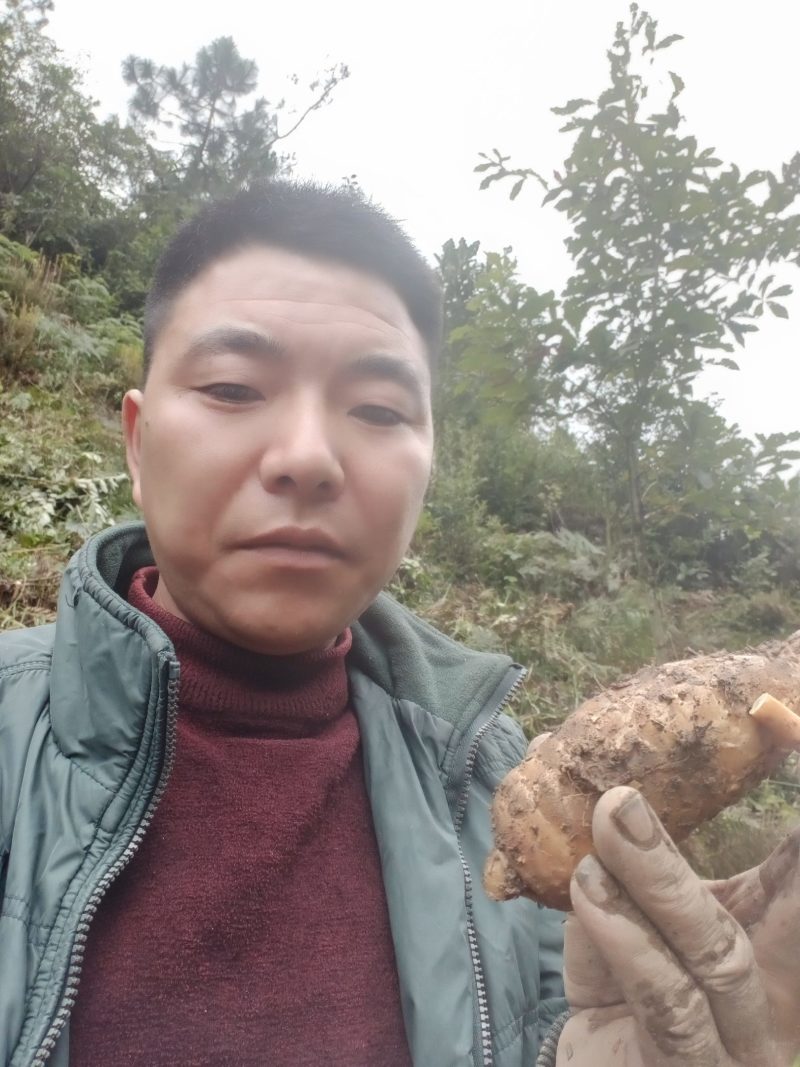 正宗小草坝天麻，一手货源价格优惠